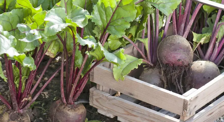 Frisch geerntete rote Bete mit grünen Blättern und roten Stielen liegen in einer Holzkiste. Die Erntezeit für rote Bete ist gekommen.