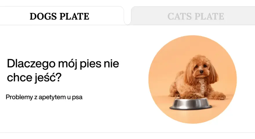 Uroczy piesek leży obok miski z jedzeniem, ale wygląda na to, że mój pies nie chce jeść.