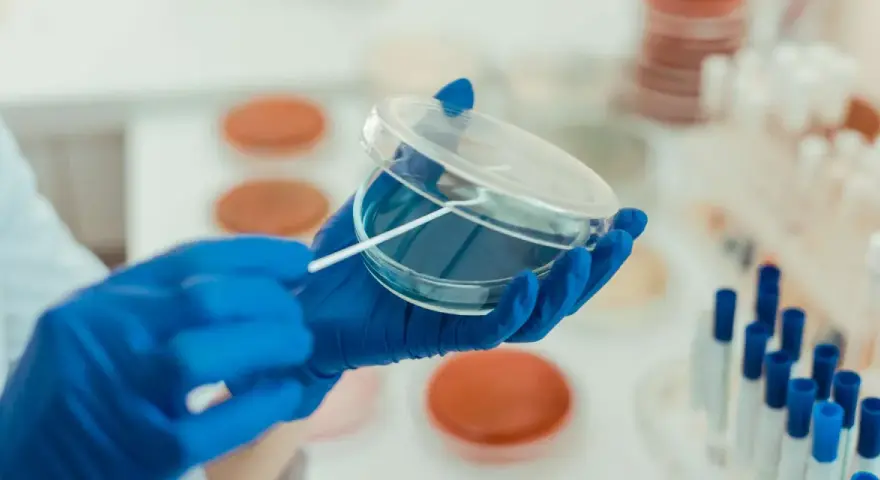 W laboratorium chemicznym probówka służy do przechowywania, mieszania i reakcji substancji. Tutaj badacz pobiera próbkę do analizy.