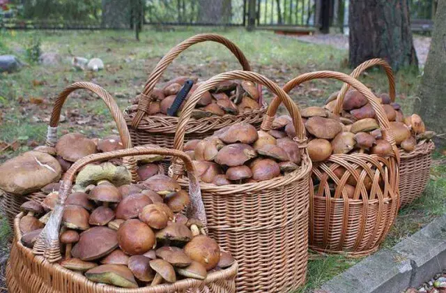 Pełny kosz i relaks: Gdzie na grzyby z noclegiem w Polsce?
