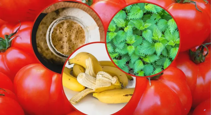 Domowe sposoby nawożenia pomidorów: pokrzywa, skórki bananów i drożdże. Zdrowe pomidory z naturalnych składników.