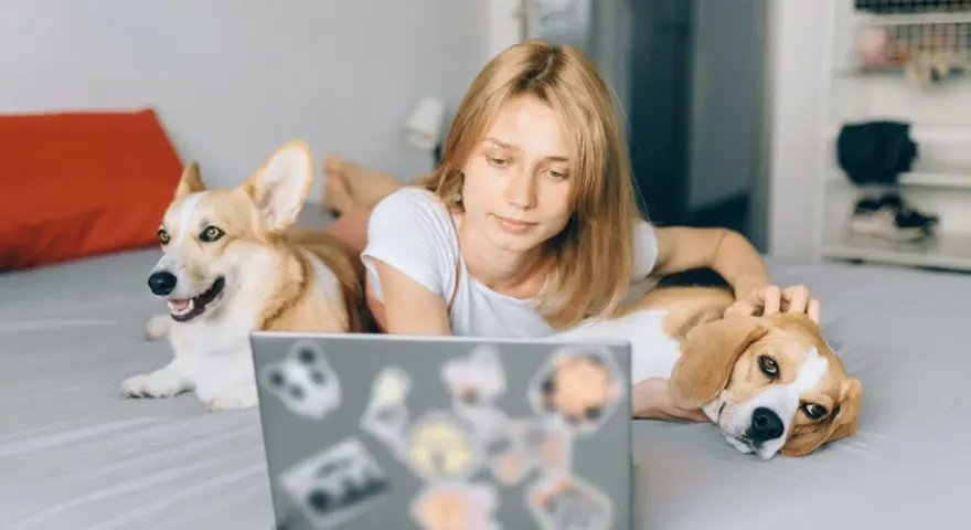 Ragazza con due cani sul letto, uno corgi e un beagle, che guarda un laptop. Un esempio di come lavorare con gli animali in modo sereno.