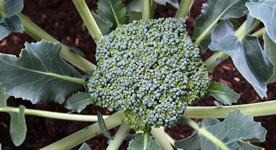 Un broccolo fresco e verde, pronto per essere raccolto, con foglie rigogliose che circondano il suo pugno compatto. Un momento perfetto per capire quando si piantano i broccoli.