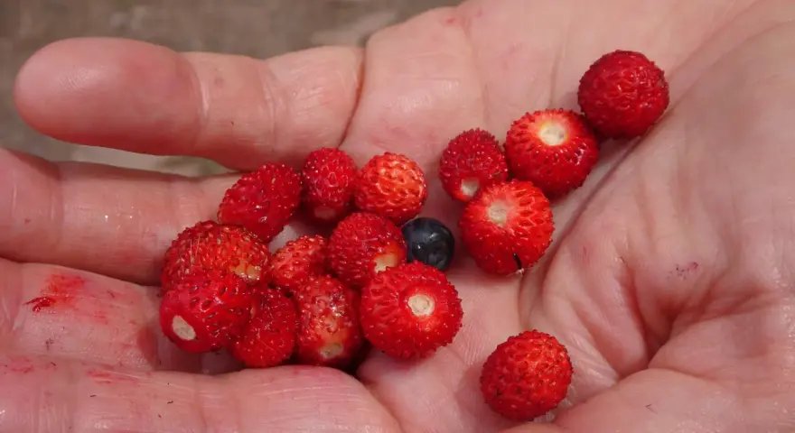 Eine Hand hält viele kleine, rote Walderdbeeren und eine Blaubeere. Vorsicht: Nicht alle kleinen roten Beeren sind essbar, manche wilde Erdbeeren sind giftig.