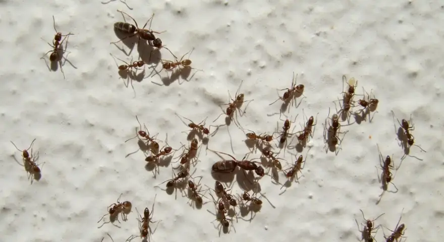 Un grupo de hormigas, una plaga común en casa, camina sobre una pared blanca.