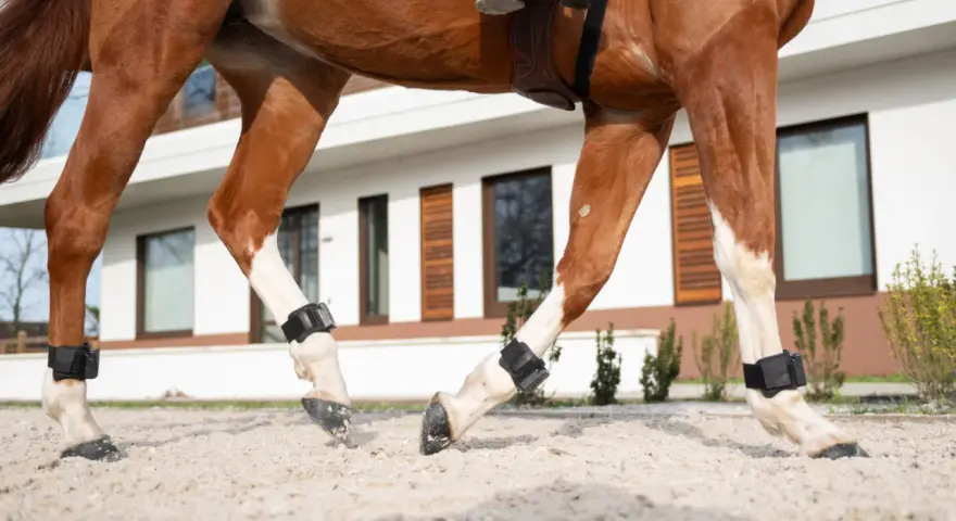 Gros plan sur le pied de cheval sans sabot, avec des protections noires aux membres, marchant sur du sable.