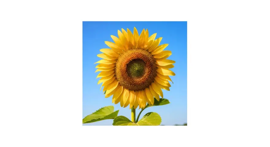 Un girasol radiante bajo un cielo azul. Sus cuidados son sencillos: sol, agua y un buen suelo para que crezca así de espectacular.