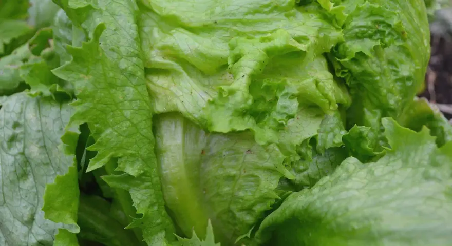 En närbild av en krispig isbergssallat som växer i trädgården. Perfekt för att odla isbergssallad för en fräsch sallad.