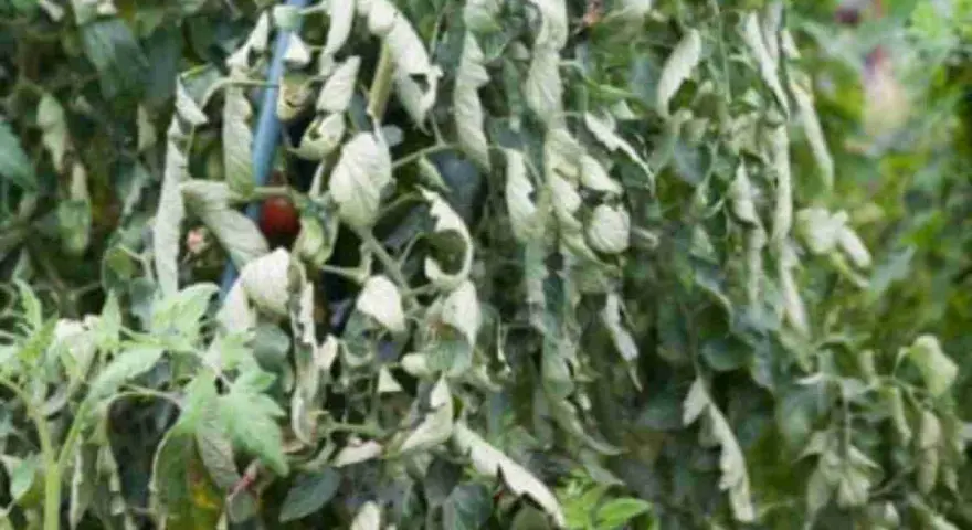 Pianta di pomodoro con foglie accartocciate, sintomo di malattie o stress idrico. Un pomodoro rosso è visibile tra le foglie sofferenti.