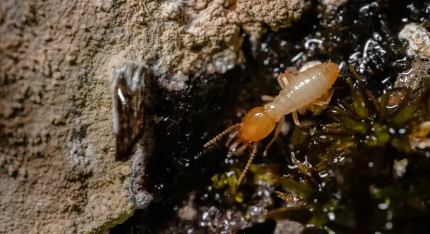 Una termita solitaria explora un entorno húmedo y oscuro, cerca de una pared rugosa.