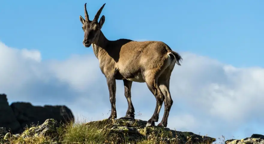 Stambecco su roccia, con manto che ricorda il **scamosciato significato** di resistenza e adattamento all'ambiente montano.