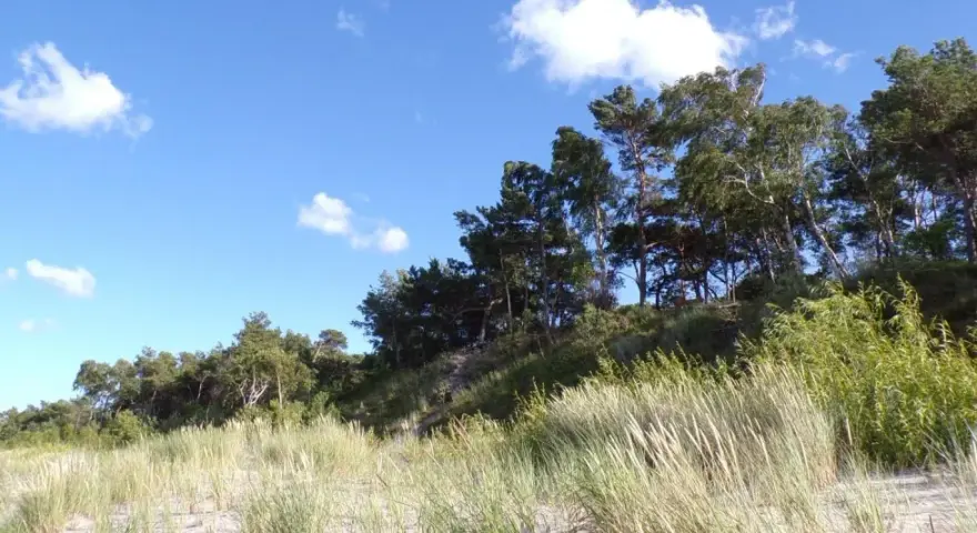 Piękny, zielony krajobraz z piaszczystą plażą i lasem na wzniesieniu. W oddali widać góra libek.