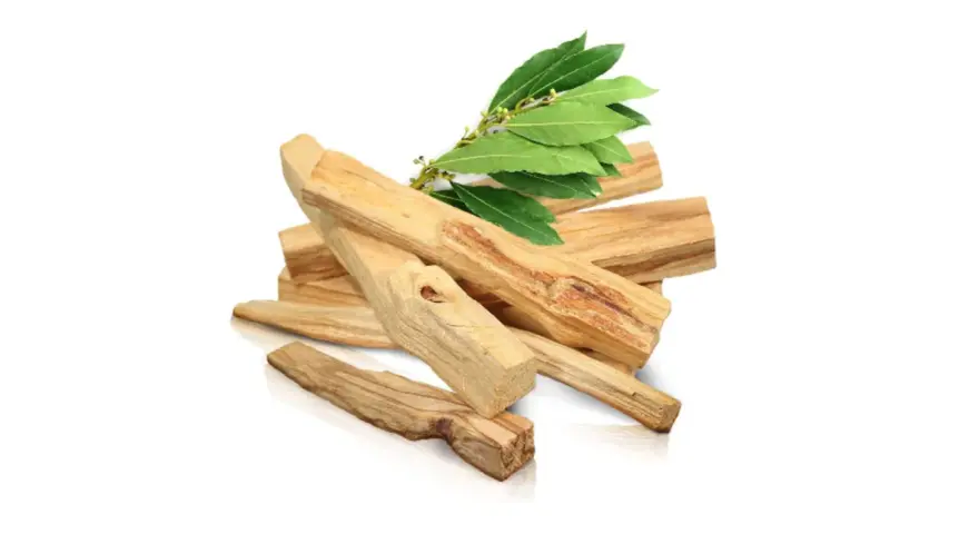 Montón de astillas de palo santo, madera aromática de donde se saca el palo santo, con hojas verdes.