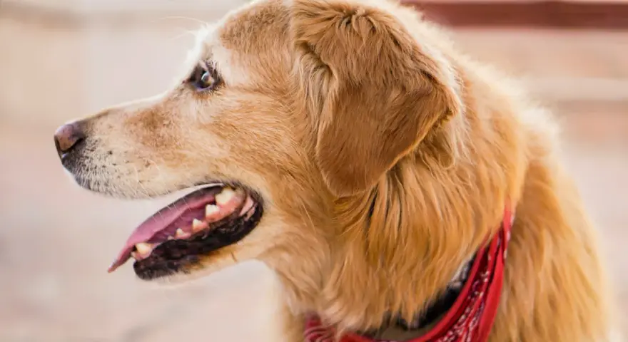 Uśmiechnięty golden retriever w czerwonej bandanie. Czy golden retriever jest agresywny? Ten piesek z pewnością nie!