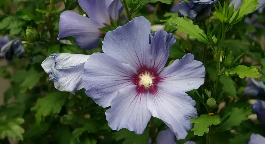 Fleurs bleues délicates d'un hibiscus syriacus, avec un cœur pourpre et des pétales plissés.