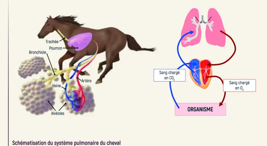 Schéma du système pulmonaire du cheval, montrant les poumons, les bronches, les alvéoles et le cœur. Utile pour comprendre l'asthme cheval.