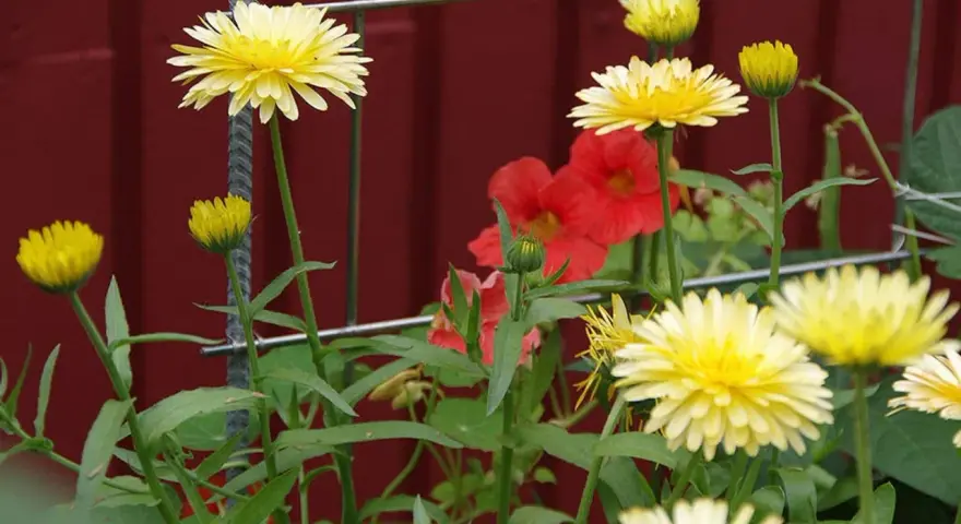 Gula blommor med röda blommor i bakgrunden. En fin påminnelse om att odla krasse hemma för att få in lite färg i vardagen.