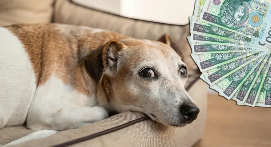 Koszty eutanazji psa: Od 100 zł do 1500 zł co wybrać?