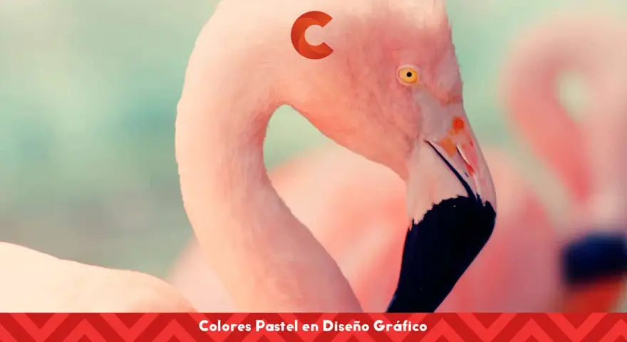 Flamencos rosados con un toque de colores pastel. El diseño gráfico resalta la suavidad de estos tonos.
