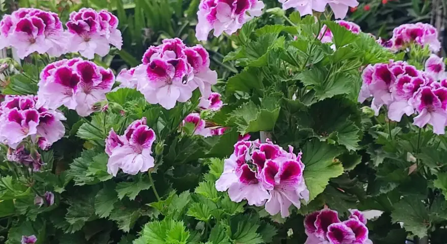 Kwitnące pelargonie, które wyglądają jakby były odżywione domowym nawozem.