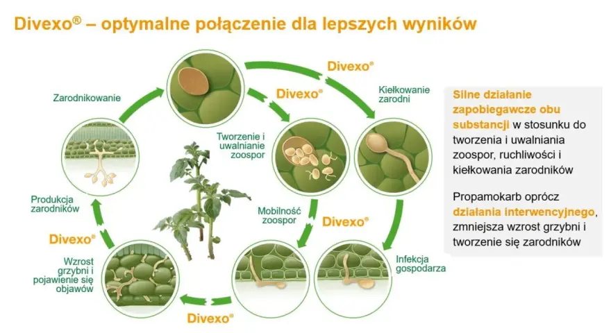 Cykl życia patogenu roślinnego z użyciem proplant. Schemat pokazuje zarodnikowanie, kiełkowanie, infekcję i rozwój grzybni.