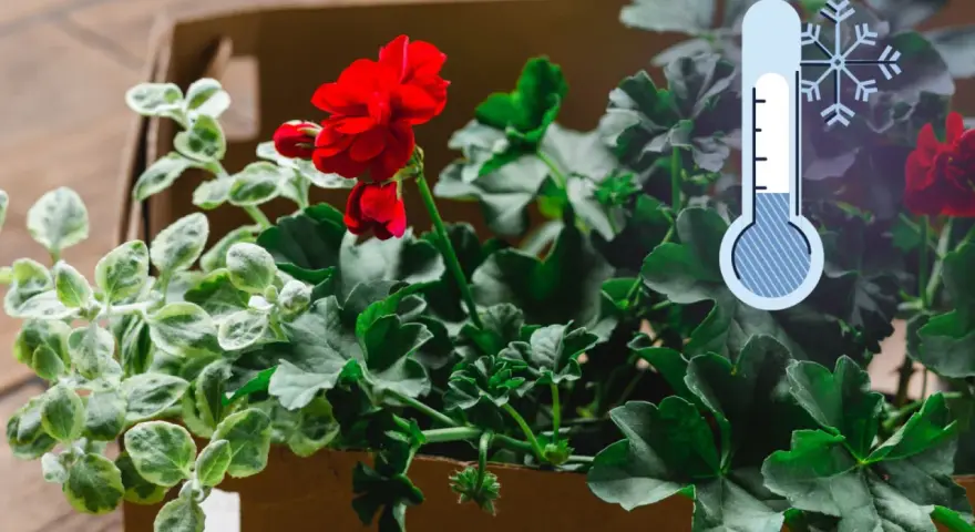 Czerwone pelargonie w kartonie, obok termometr wskazujący niską temperaturę. Czas pomyśleć, jak przyciąć pelargonie na zimę.