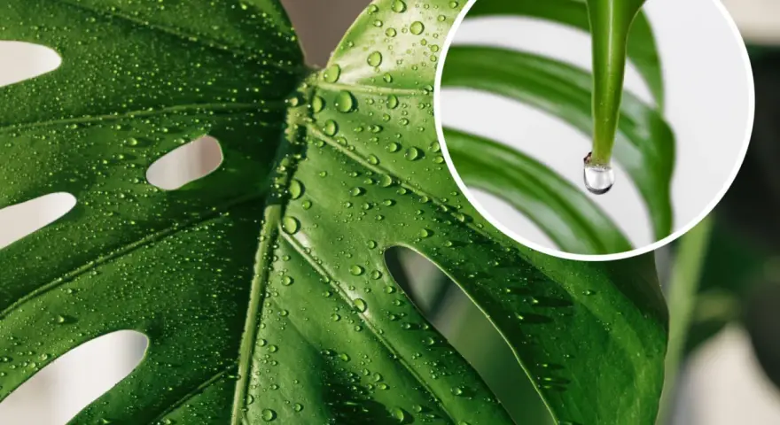 Kiedy monstera płacze, krople rosy lśnią na jej zielonych liściach. W zbliżeniu widać, jak jedna kropla wisi na czubku liścia, gotowa spaść.