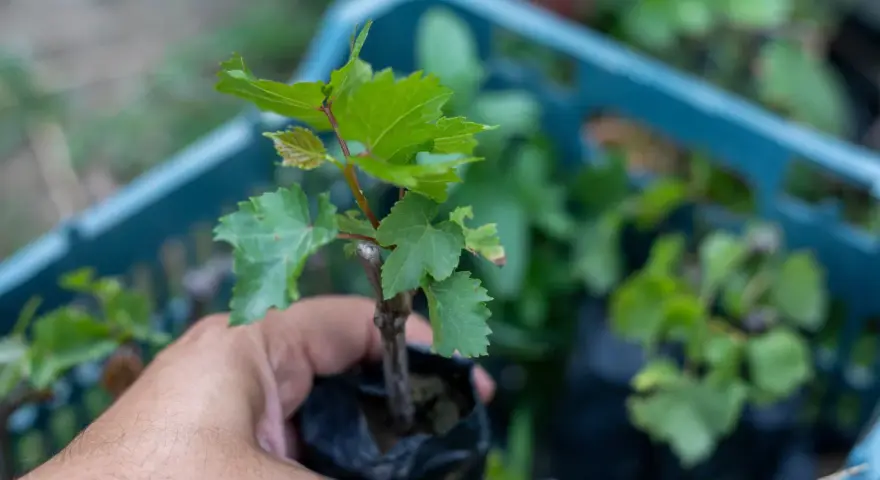 Dłoń trzyma sadzonkę winorośli, przygotowaną do rozmnażania winogron. W tle widać niebieską skrzynkę z innymi sadzonkami.