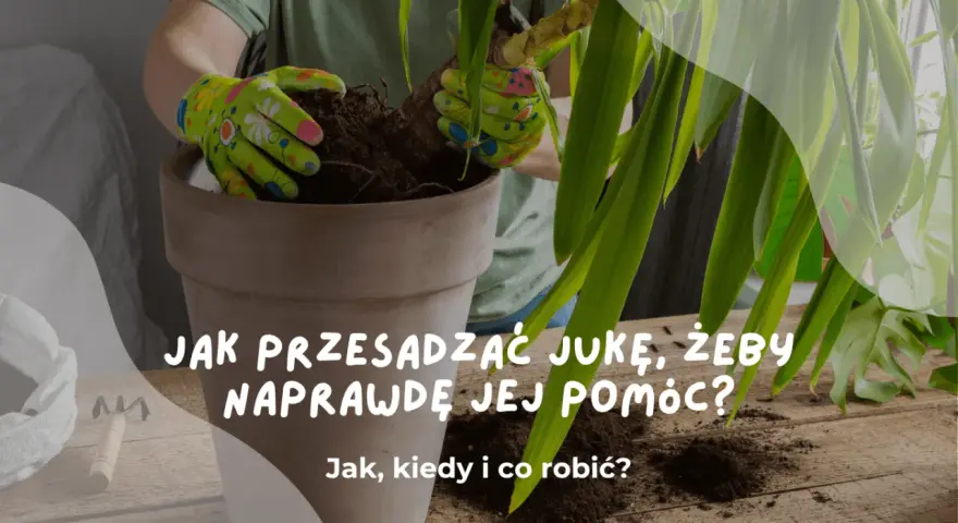 Ręce w rękawiczkach przesadzają jukę do nowej doniczki. Dowiedz się, kiedy przesadzać jukę, by jej pomóc.