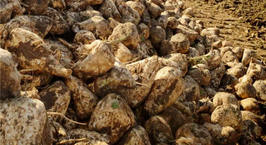 Un cumulo di barbabietole da zucchero appena raccolte, pronte per la lavorazione. La borlanda cos'è? È il residuo della lavorazione, ottimo mangime.