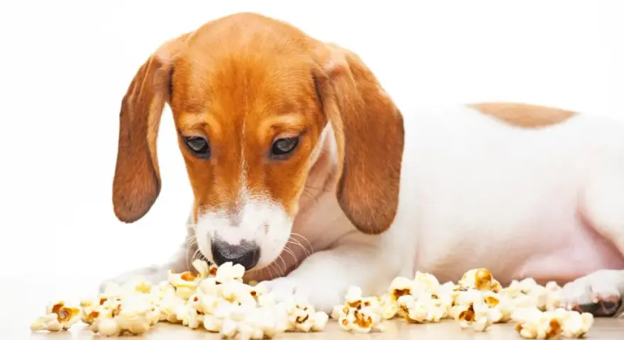 Czy pies może jeść popcorn? Sprawdź, co musisz wiedzieć o zdrowiu psa