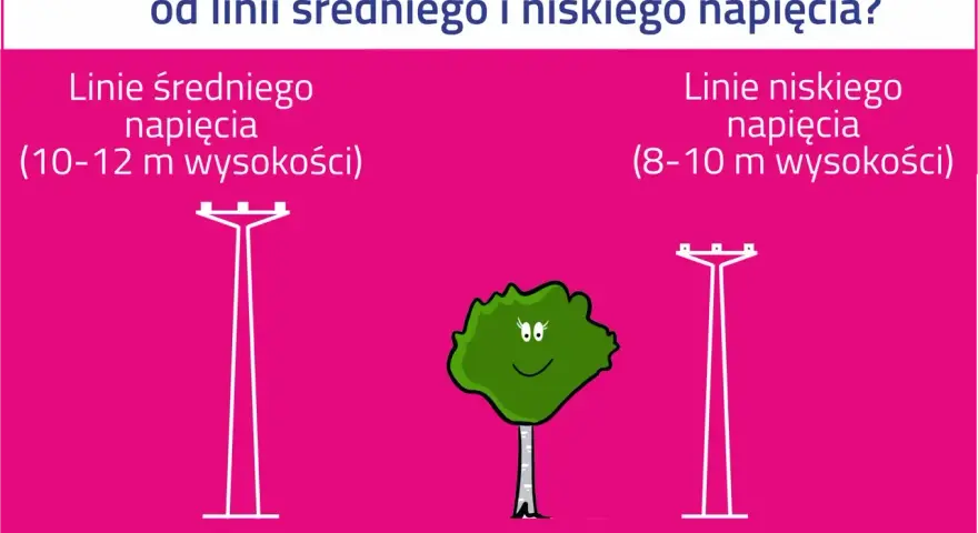 Drzewo potrzebuje 5 m od linii średniego napięcia (10-12 m) i 2 m od linii niskiego napięcia (8-10 m).