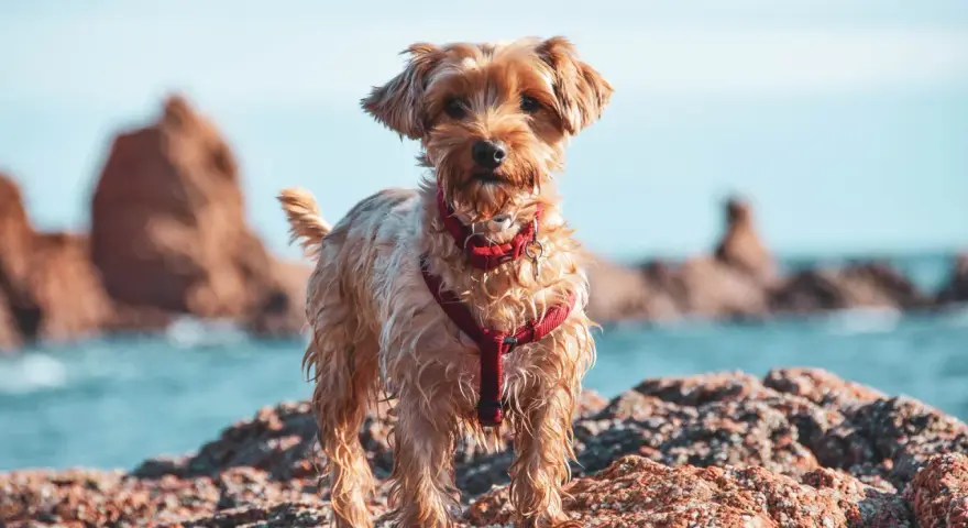 Ein kleiner Hund mit rotem Geschirr steht auf Felsen am Wasser. Ein schöner Tag für einen Badesee mit Hund in NRW.