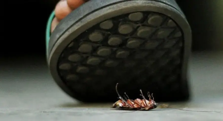Un pie aplasta una cucaracha.