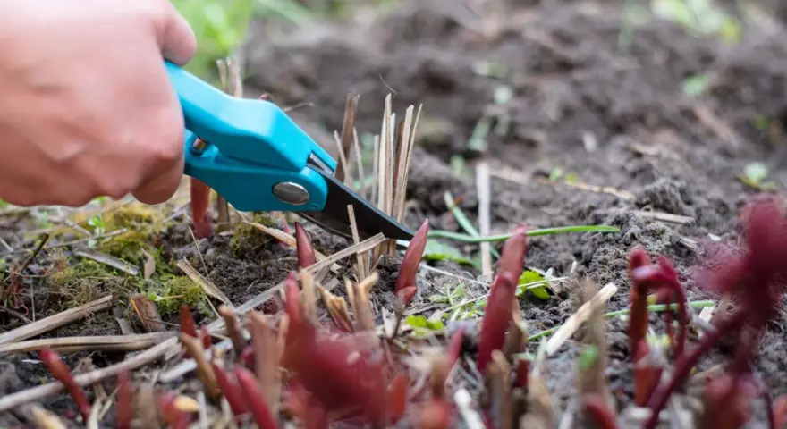 Hand mit blauer Gartenschere schneidet abgestorbene Stängel. Neue Triebe von Pfingstrosen sprießen aus der Erde.