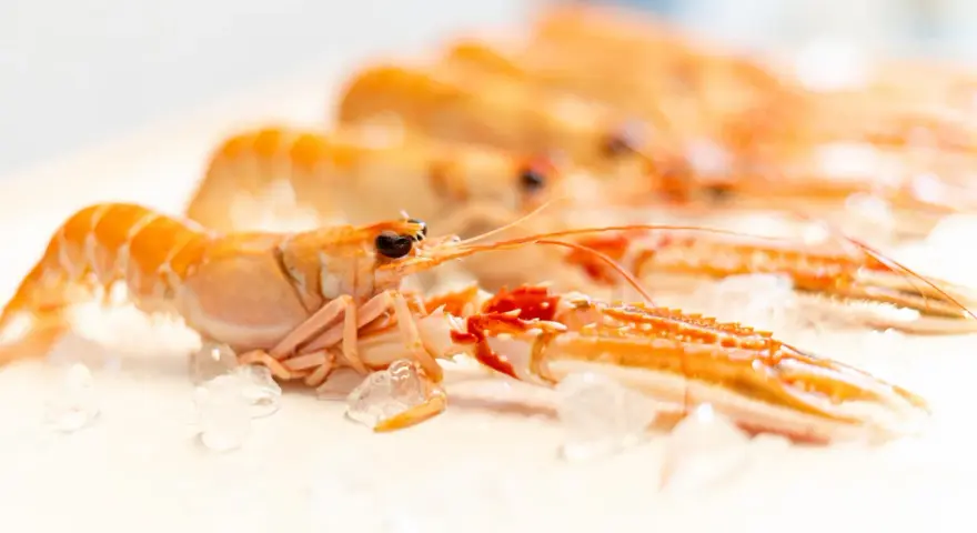 Cigalas al horno, listas para cocinar. Descubre el tiempo y temperatura perfectos para un plato exquisito.