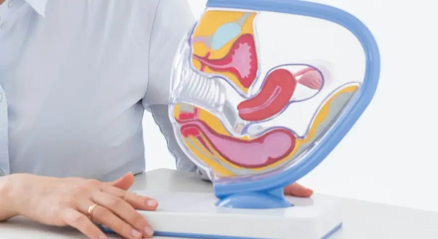 Model anatomiczny narządów rodnych kobiety. Wyjaśnienie, jak tyłozgięcie macicy a współżycie mogą wpływać na komfort i płodność.