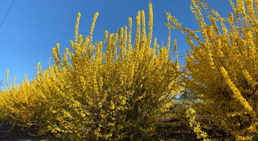 En rad med blommande forsythiabuskar lyser upp med sina gula blommor mot en klarblå himmel.