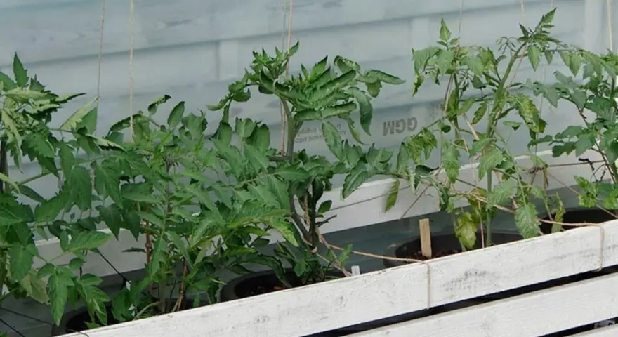 Små tomatplantor växer i krukor bakom en vit träbarriär. Det är ett tidigt tecken på att det snart är dags för så tomater i januari.