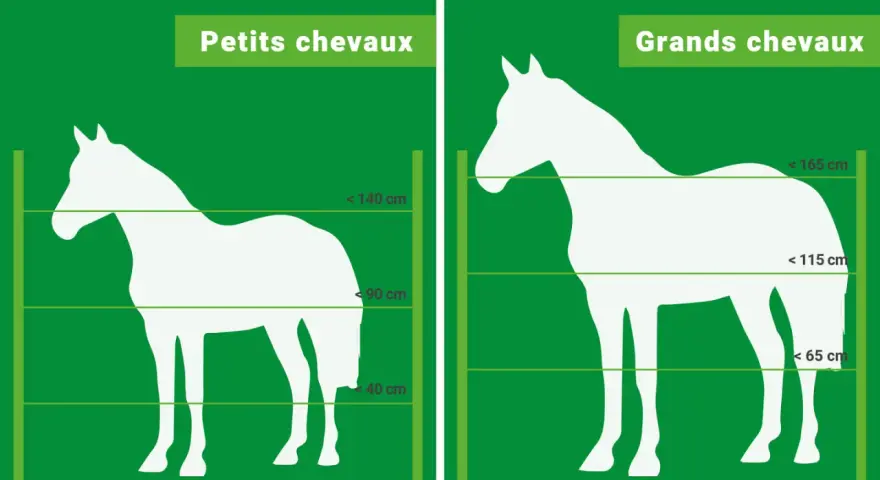Comparaison de la hauteur cloture chevaux : petits et grands chevaux, avec indications de tailles.