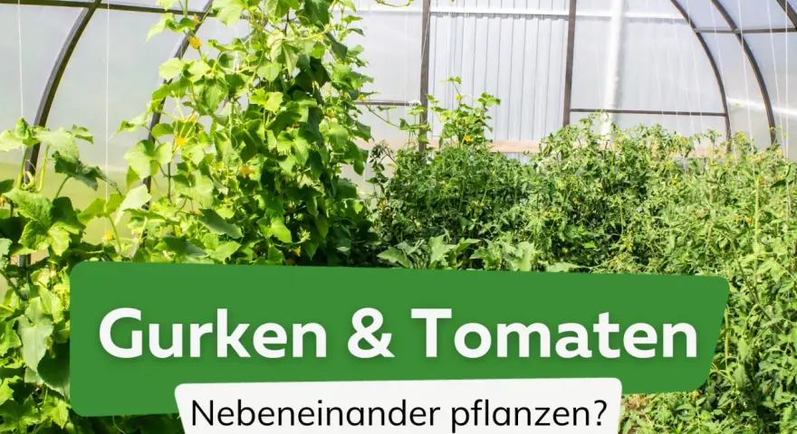 Gurken und Tomaten wachsen üppig nebeneinander in einem Gewächshaus.