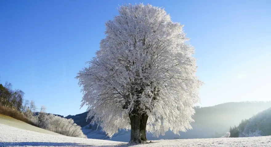 A majestic tree in winter, its branches coated in frost, stands against a clear blue sky. A faint contrail streaks across the sky, hinting at distant travel.