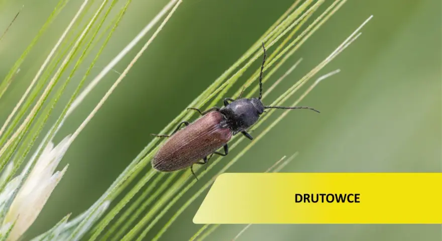 Brązowy chrząszcz, drutowiec, na źdźble trawy. Zwalczanie tych szkodników jest kluczowe dla upraw.