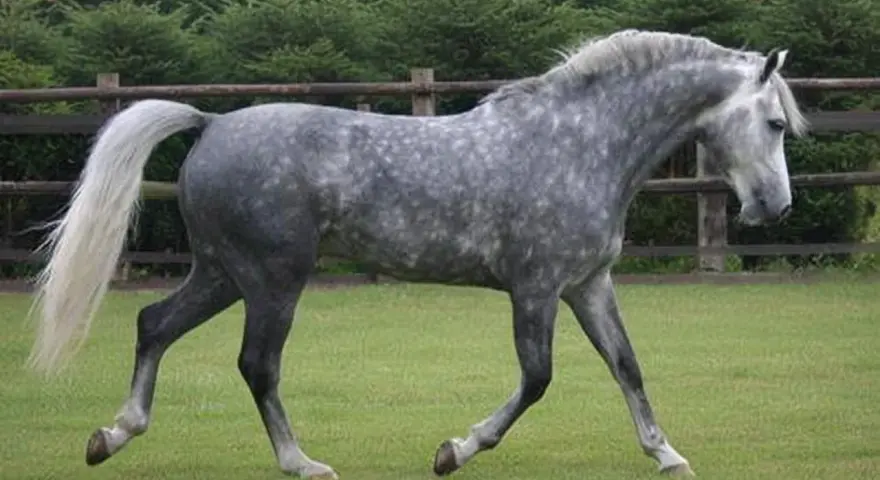 Cheval gris moucheté, d'un poids impressionnant, trottant sur l'herbe. Ce magnifique spécimen évoque un Selle Français.