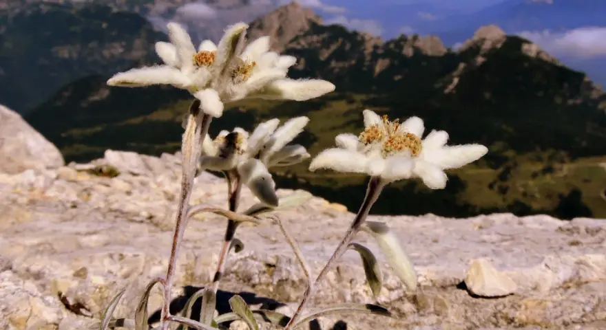 Fiori di Leontopodium alpinum, simbolo delle vette, crescono tra le rocce con sfondo di montagne nebbiose.