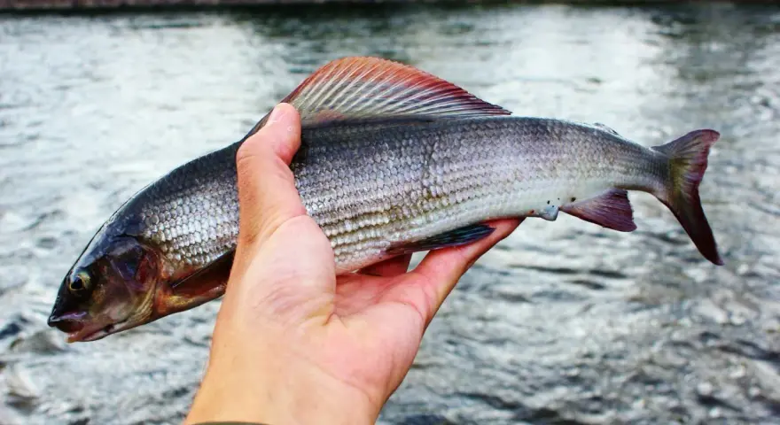 En hand håller upp en vacker harr med sina skimrande fjäll och färggranna fenor. En lyckad dag vid vattnet, man kan nästan glömma fiske för en stund.