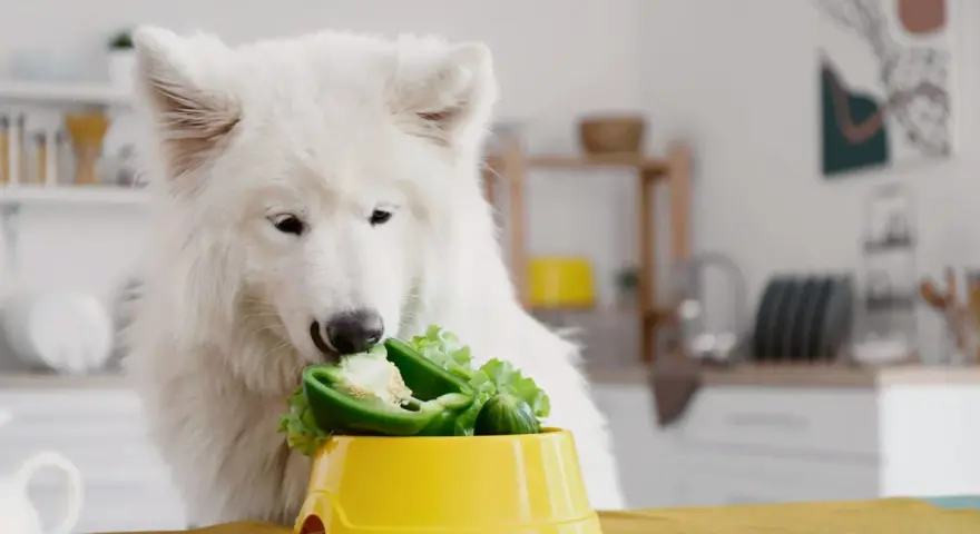 Biały pies samoyed zajada się papryką i sałatą, dostarczając sobie cennego błonnika.