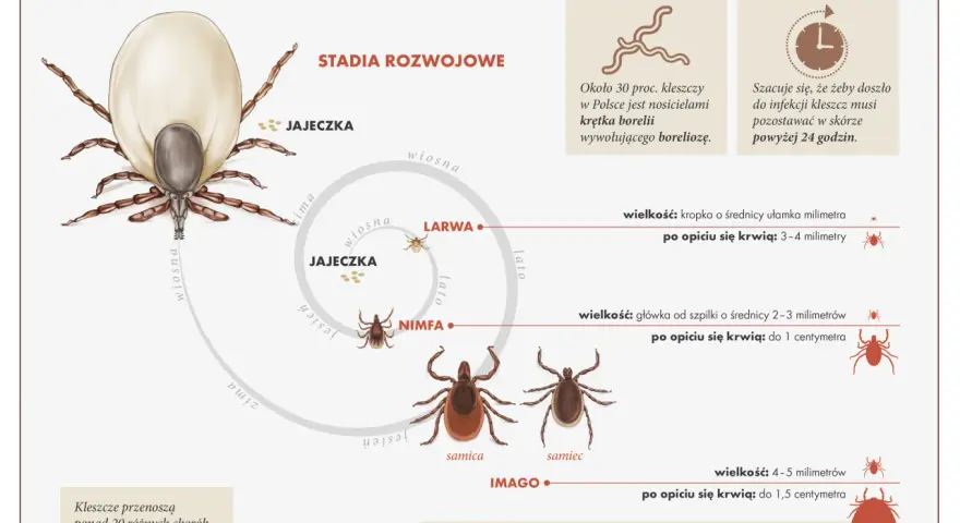 Jak rozpoznać kleszcza? Wygląd larwy, nimfy i dorosłego nie pomyl z pieprzykiem!