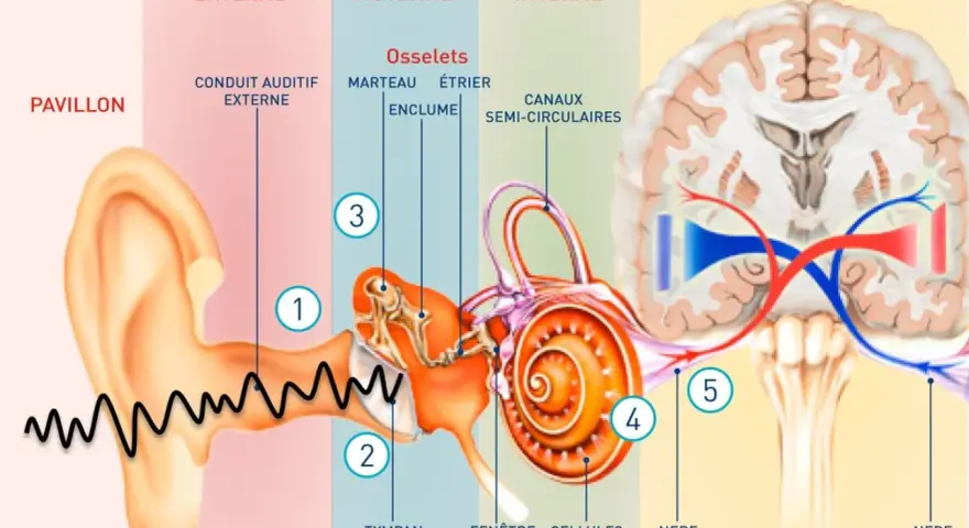 Le son est capté par le pavillon, son amplifié dans l'oreille, puis transmis au cerveau via le nerf auditif.