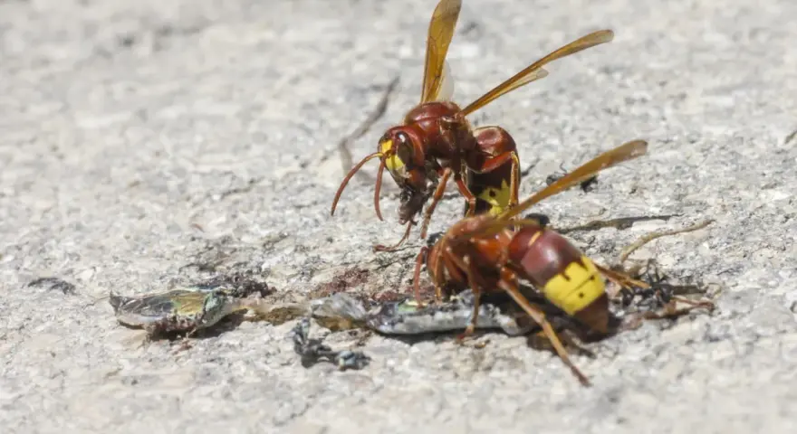 Dos vespas avispa se alimentan de un insecto muerto sobre una superficie de hormigón.